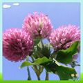 Red Clover Powder Extract 5