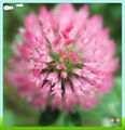 Red Clover Powder Extract 3