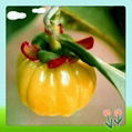 Garcinia Cambogia Fruit Extract