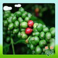 High Quality Green Coffee Bean Extract 1