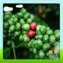 High Quality Green Coffee Bean Extract