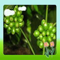 High Quality Green Coffee Bean Extract 2