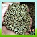 High Quality Green Coffee Bean Extract 3