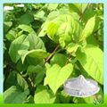 Hot Sale Polygonum Cuspidatum Resveratrol Extract 3