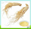 Natural Panax Ginseng Root Extract 1