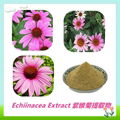 Top Quality Echinacea Pallida Extract 5