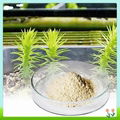 Lycopodium Serratum Extract Huperzine a 3