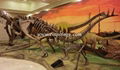 Dinosaur  Fossil Skeleton art  Usage in history museum decoration 2