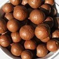 macadamia nuts 1