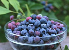 made in China Freeze Dried Blueberry 