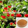 Rhodiola Rosea Extract  1