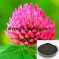 Red Clover Extract 1