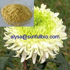 Chrysanthemum Extract