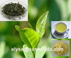 Green Tea extract