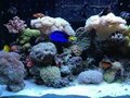 smart control led aquarium light for coral reef growth 5