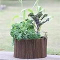 willow planter