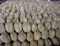 Fresh Durian 3