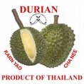 Fresh Durian 1