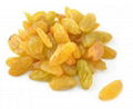 Golden Raisins 1