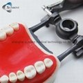 Dental Tooth Model Standard Size Teeth