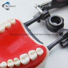 Dental Tooth Model Standard Size Teeth Model 