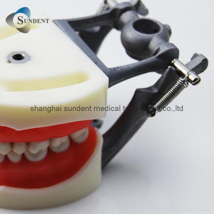 Dental Tooth Model Standard Size Teeth Model  5