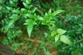 Cany Tea Extract（Dihydromyricetin） 2