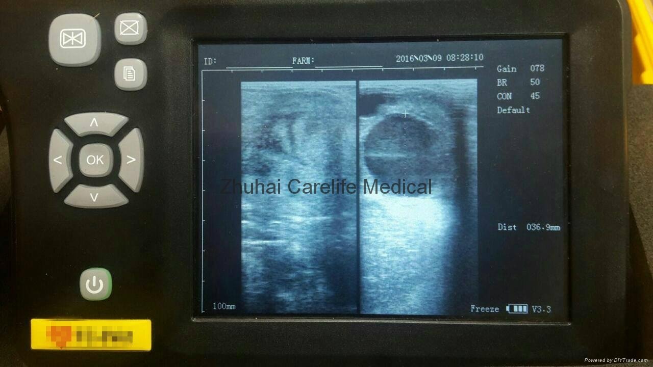 Bovine pregnancy diagnostic ultrasound