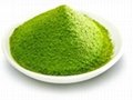 Green Tea Extract 1