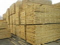 white pine lumber for sale