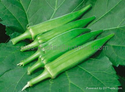 Fresh Okra 3