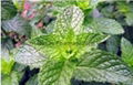 Peppermint Oil,Mint oil Manufactory  2