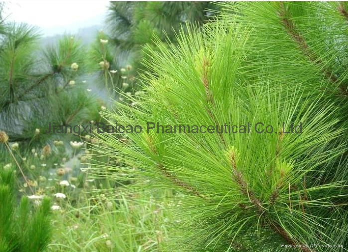 Natural Pine Needle Oil for Healthcare products Fir Oil 4