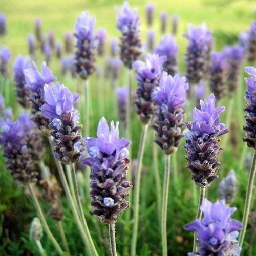 Pure & Natural Lavender Oil 2