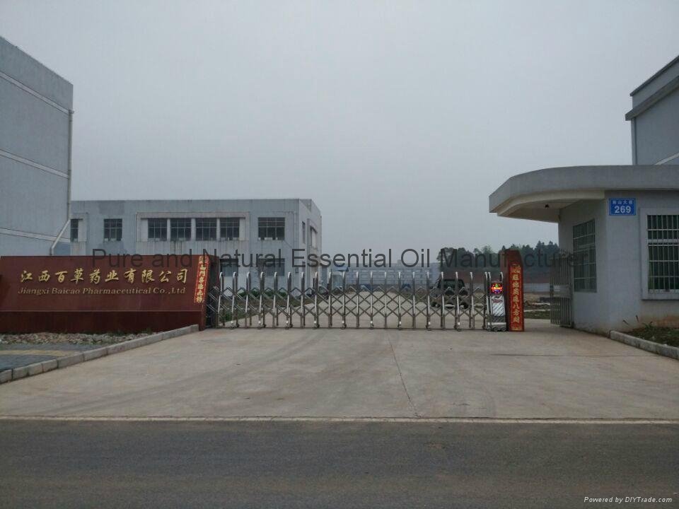 Natural Pine Needle Oil for Healthcare products Fir Oil 2