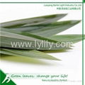 Fresh Green Natural Bamboo Leaves Sushi Food Products Packing and Decoration