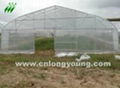 Economical Tunnel Greenhouse