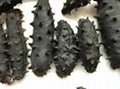Dried and Frozen Sea Cucumber