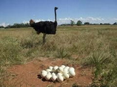 Fertile Ostrich Eggs and Chicks