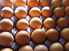 Fresh Chicken Eggs