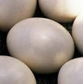 Fertile Ostrich Eggs and Chicks