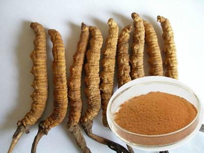 Cordyceps Sinensis P.E.