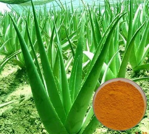 Aloe Vera Extract