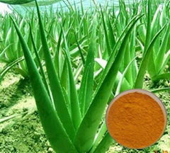 Aloe Vera Extract