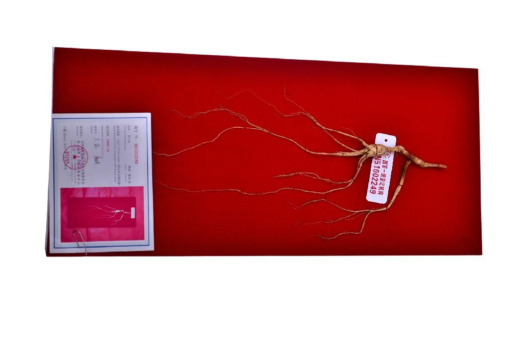 ZhenBaoTang Changbai Mountain Wild Ginseng 3g