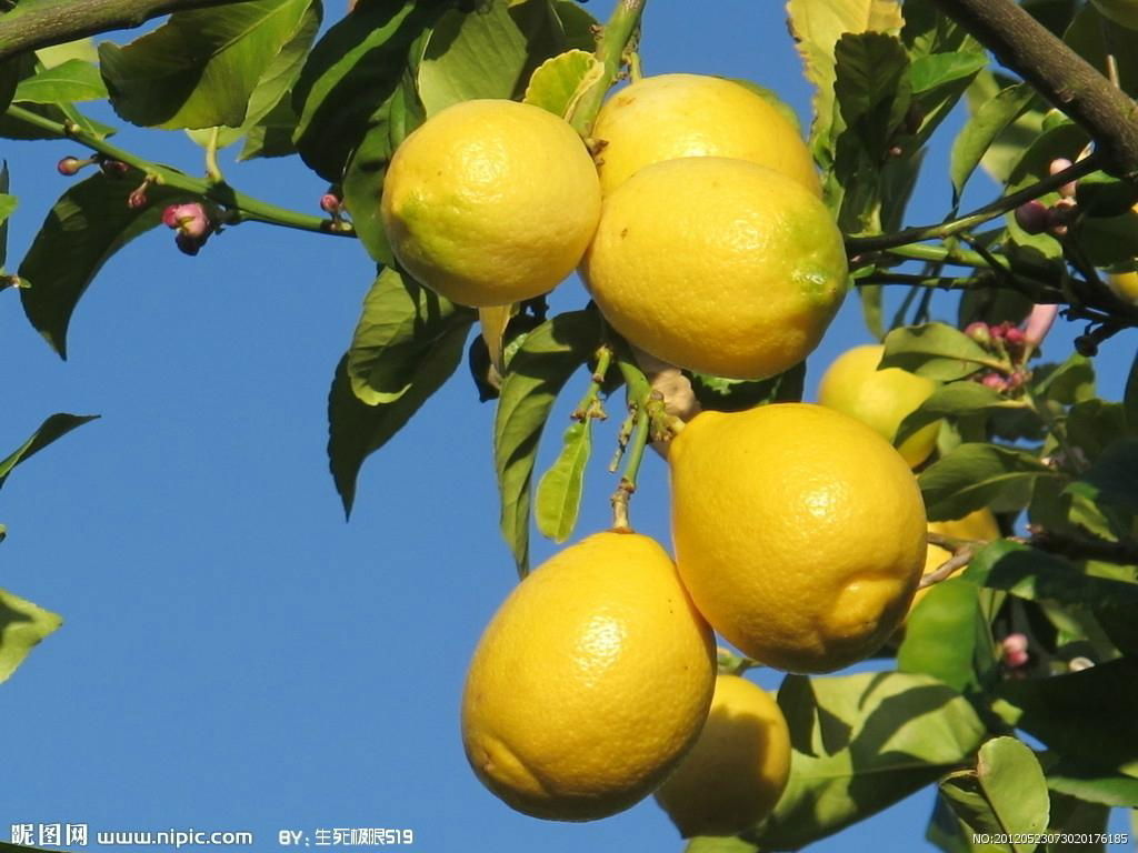   Lemon products 2