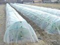 Greenhouse and Small Tunnel Films