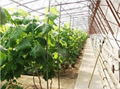 Transparent Agriculture Film for Cucumber