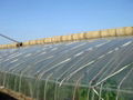 UV-anti 200micron Greenhouse film in Plastic film for sale 1