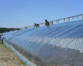 Best quality uv resistant plastic film for greenhouse 1